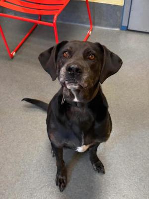 sweet Bear, Plott Hound, senior, available for adoption