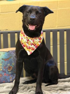 Obsidian, Black Labrador Retriever / Labrador Retriever, adult, available for adoption