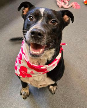 Millie - in foster care, Terrier / Cattle Dog, adult, available for adoption