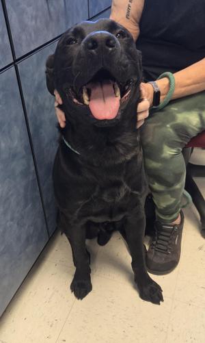 A black dog sitting on the floor with its mouth open, being petted by a person.