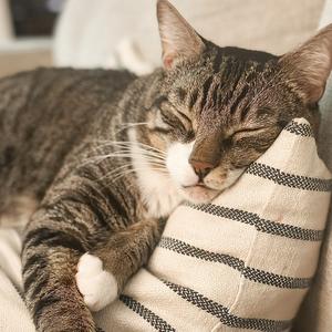 Hubie, adult, available for adoption