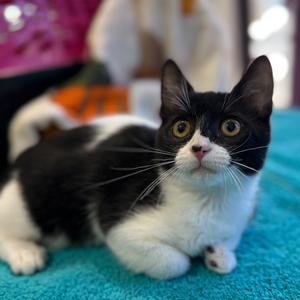 Holy Cow, kitten, available for adoption