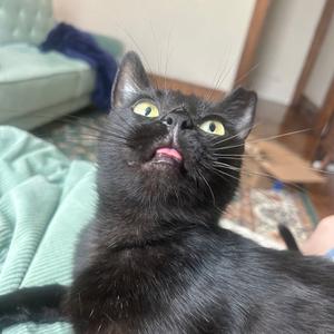 Officer Hops, adult, available for adoption