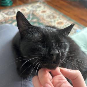 Officer Hops, adult, available for adoption