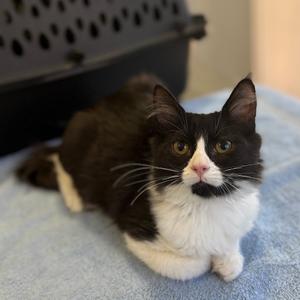 Silly Goose, kitten, available for adoption