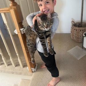 Kylo, adult, available for adoption