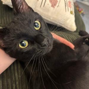 Auricle, adult, available for adoption