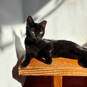 Cheer, kitten, available for adoption
