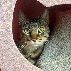 Cash, adult, available for adoption