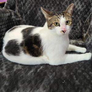 Poppy, adult, available for adoption