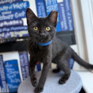 Morella, available for adoption