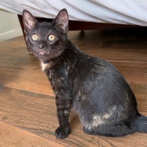 Cabela, kitten, available for adoption