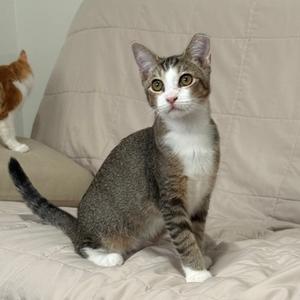 A gray and white tabby cat sitting on a beige couch, looking directly at the camera.