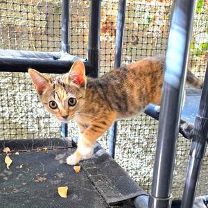 Georgie, kitten, available for adoption