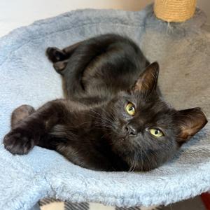 Poe, kitten, available for adoption