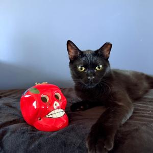 Poe, available for adoption