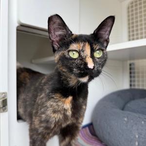 Felony, adult, available for adoption