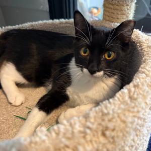 Lucky Ducky, available for adoption