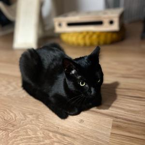 Lenore, available for adoption