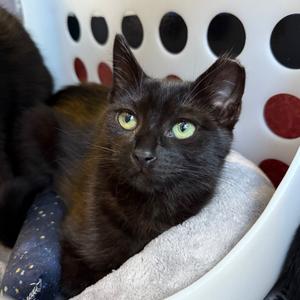 Lenore, kitten, available for adoption