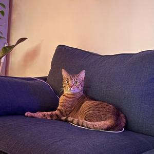 Koko, adult, available for adoption