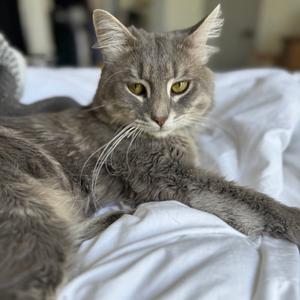 A gray cat with yellow eyes is lying on a white bedspread, looking directly at the camera.