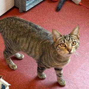 Florence, adult, available for adoption