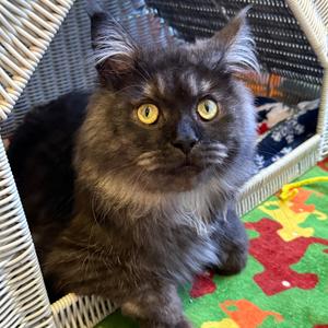 Monk, adult, available for adoption