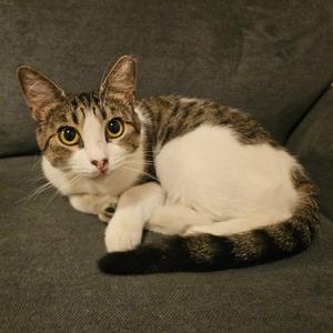 Hollyfield, adult, available for adoption