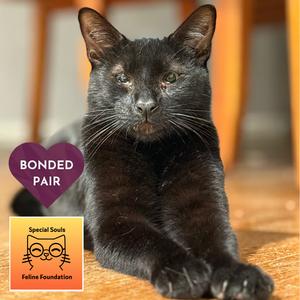 Panang Curry, adult, available for adoption