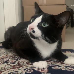 Mumble, adult, available for adoption