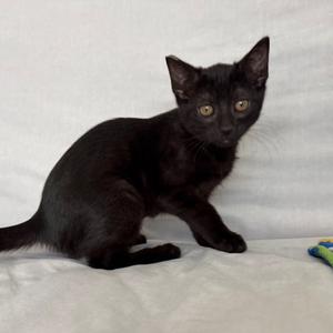 Igloo, kitten, available for adoption