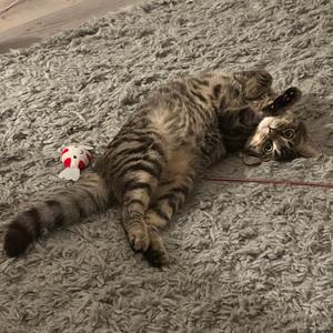 A tabby cat lying on its back on a grey carpet, looking at the camera with its head tilted.