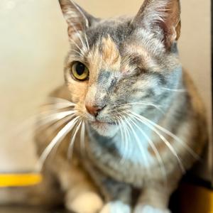 Kokopelli, senior, available for adoption