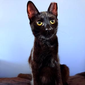 A black cat with yellow eyes sitting on a brown surface against a blue background.