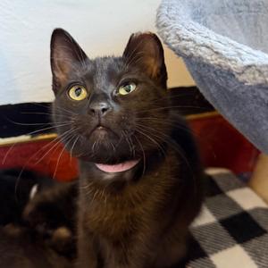 Annabel Lee, kitten, available for adoption