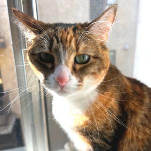 Meli, adult, available for adoption