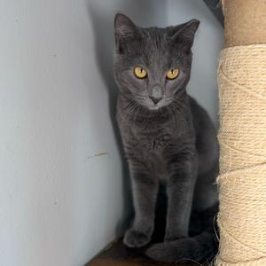 Grave, kitten, available for adoption