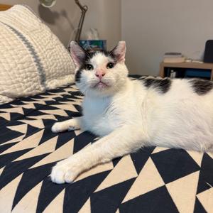 Kumquat, adult, available for adoption