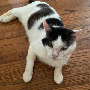 Kumquat, adult, available for adoption