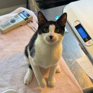 Chaplin, available for adoption