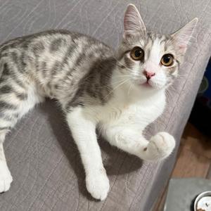 A gray and white tabby cat lying on a gray surface, looking up with wide eyes.