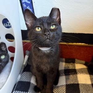 Raven, kitten, available for adoption