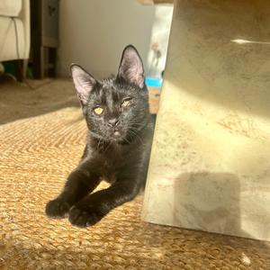 Friend, kitten, available for adoption