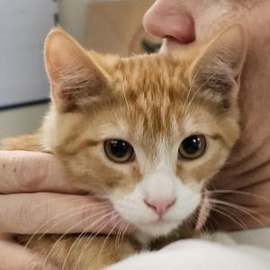 A close-up of a ginger cat with white markings on its face, being held by a person's hand. The cat has large, expressive eyes and is looking directly at the camera.