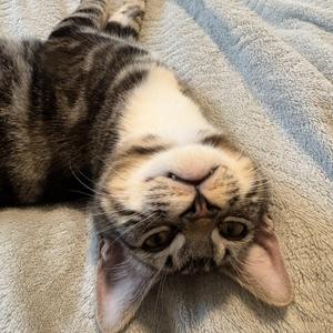 Eddie - (bb), kitten, available for adoption