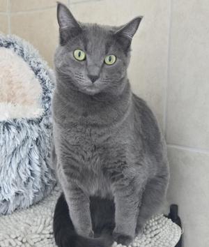 A gray cat with bright green eyes sitting on a textured surface, looking directly at the camera.
