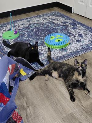 Arti & Sable -CH, young, available for adoption