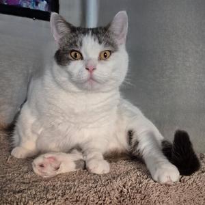 A white and gray cat with yellow eyes lying on a carpet.