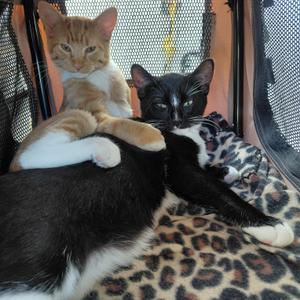 Tammy "Tam Tam" & Tucker - (bk), kitten, available for adoption